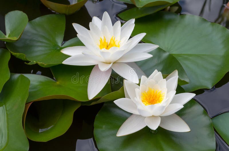 ευρωπαϊκό waterlily λευκό στοκ εικόνες ευρωπαϊκό waterlily λευκό στοκ εικόνες