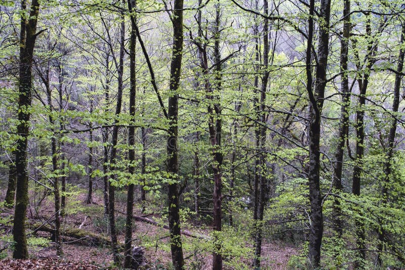ευρωπαϊκό δάσος οξιάς με άνθιση φρέσκου πράσινου φύλλου την άνοιξη στοκ φωτογραφίες