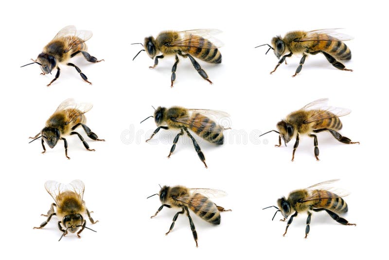 Bee, Apis mellifera, European or Western honey bee, various views isolated on white, wingspan 18mm. Bee, Apis mellifera, European or Western honey bee, various views isolated on white, wingspan 18mm