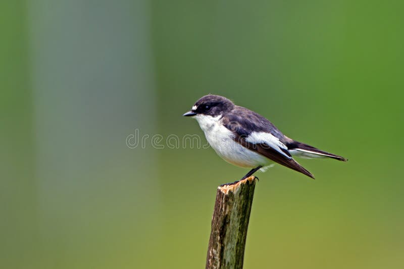 Ευρωπαϊκό παρδαλό Flycatcher (hypoleuca Ficedula), αρσενικό αγγελιών στοκ φωτογραφίες με δικαίωμα ελεύθερης χρήσης Ευρωπαϊκό παρδαλό Flycatcher (hypoleuca Ficedula), αρσενικό αγγελιών στοκ φωτογραφίες με δικαίωμα ελεύθερης χρήσης