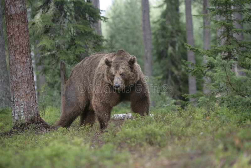 Ευρωπαϊκός καφετής αντέχει, arctos arctos Ursus στοκ εικόνα