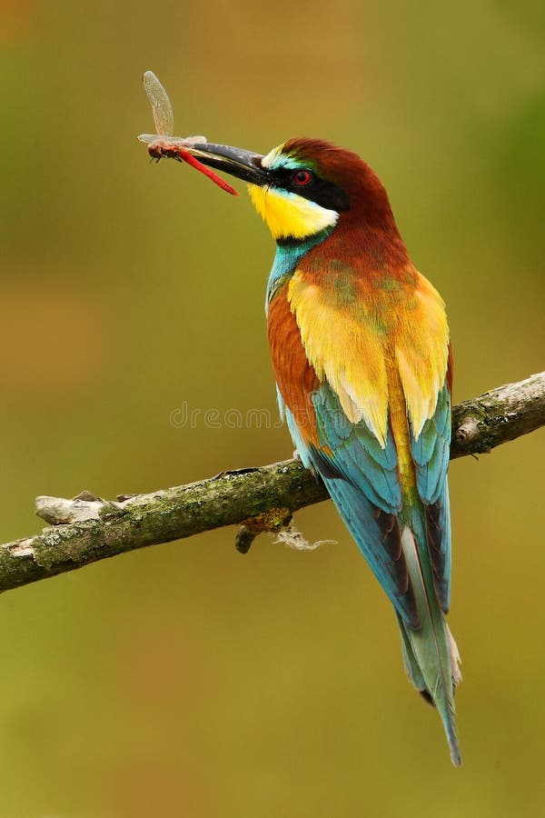 Ευρωπαϊκός μέλισσα-τρώγων, Merops apiaster, όμορφη συνεδρίαση πουλιών στον κλάδο με τη λιβελλούλη στο λογαριασμό Σκηνή πουλιών δρ στοκ φωτογραφίες με δικαίωμα ελεύθερης χρήσης Ευρωπαϊκός μέλισσα-τρώγων, Merops apiaster, όμορφη συνεδρίαση πουλιών στον κλάδο με τη λιβελλούλη στο λογαριασμό Σκηνή πουλιών δρ στοκ φωτογραφίες με δικαίωμα ελεύθερης χρήσης