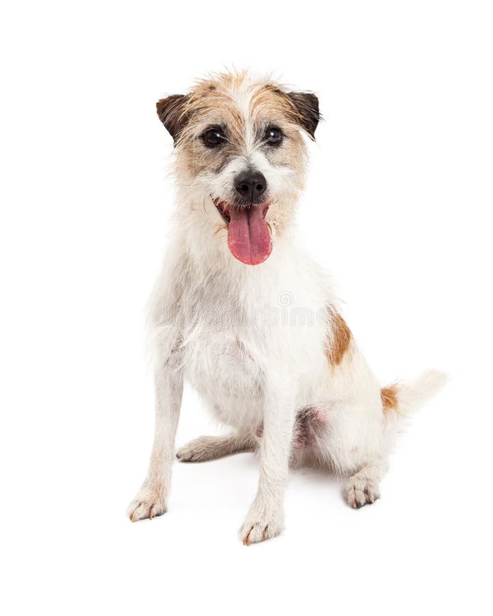 Ευτυχές να φανεί συνεδρίαση σκυλιών του Jack Russell στοκ φωτογραφίες με δικαίωμα ελεύθερης χρήσης Ευτυχές να φανεί συνεδρίαση σκυλιών του Jack Russell στοκ φωτογραφίες με δικαίωμα ελεύθερης χρήσης
