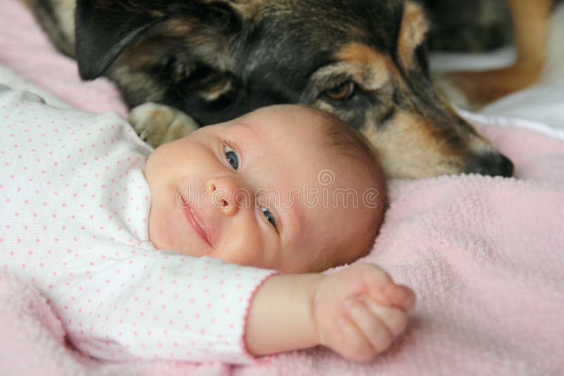 A happy, smiling newborn baby girl is snuggling on a pink blanket with her adopted German Shepherd Mix breed guard dog. A happy, smiling newborn baby girl is snuggling on a pink blanket with her adopted German Shepherd Mix breed guard dog.