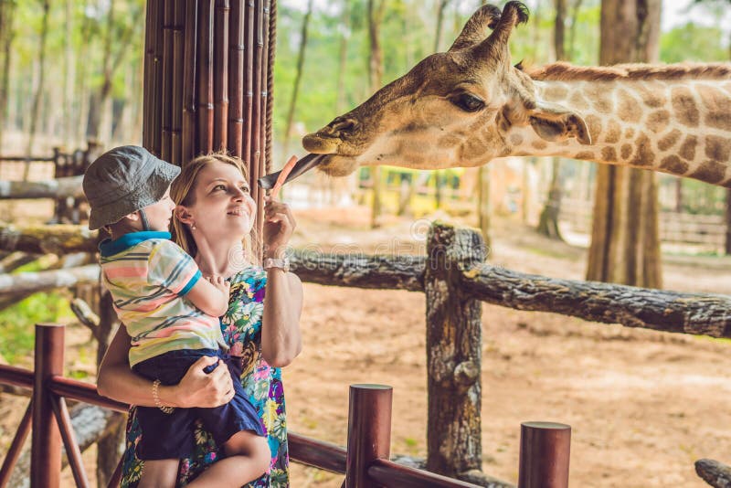 Ευτυχές προσέχοντας και ταΐζοντας giraffe μητέρων και γιων στο ζωολογικό κήπο Ευτυχής οικογένεια που έχει τη διασκέδαση με το πάρ στοκ εικόνες με δικαίωμα ελεύθερης χρήσης Ευτυχές προσέχοντας και ταΐζοντας giraffe μητέρων και γιων στο ζωολογικό κήπο Ευτυχής οικογένεια που έχει τη διασκέδαση με το πάρ στοκ εικόνες με δικαίωμα ελεύθερης χρήσης