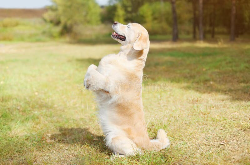 Ευτυχές χρυσό Retriever σκυλί στη χλόη που στέκεται στα οπίσθια πόδια του στοκ εικόνες Ευτυχές χρυσό Retriever σκυλί στη χλόη που στέκεται στα οπίσθια πόδια του στοκ εικόνες