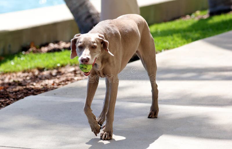 Ευτυχές όμορφο παλαιό θηλυκό σκυλί Weimaraner, παιχνίδι σκυλιών αγάπης μεγάλο στη νότια Φλώριδα στοκ εικόνες Ευτυχές όμορφο παλαιό θηλυκό σκυλί Weimaraner, παιχνίδι σκυλιών αγάπης μεγάλο στη νότια Φλώριδα στοκ εικόνες