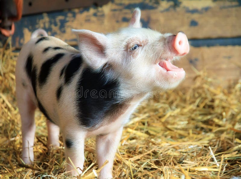 Ευτυχής λίγα piggy στοκ φωτογραφίες με δικαίωμα ελεύθερης χρήσης