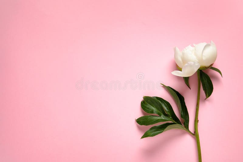 Ευώδης peony στο υπόβαθρο χρώματος, τοπ άποψη Όμορφο λουλούδι άνοιξη στοκ φωτογραφίες Ευώδης peony στο υπόβαθρο χρώματος, τοπ άποψη Όμορφο λουλούδι άνοιξη στοκ φωτογραφίες