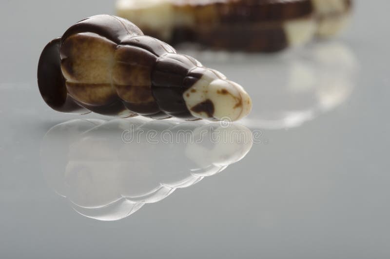 Εύγευστα βελγικά ζώα θάλασσας σοκολατών