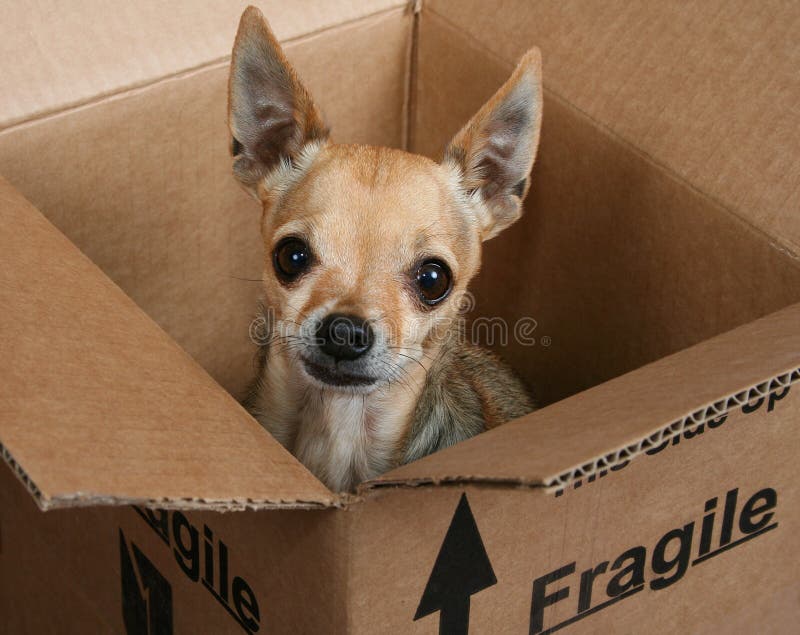 A tiny chihuahua in a box marked fragile. A tiny chihuahua in a box marked fragile