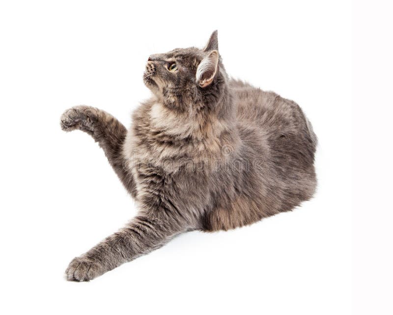 A cute playful grey color domestic cat looking to the side and lifting a paw to bat at an object. A cute playful grey color domestic cat looking to the side and lifting a paw to bat at an object