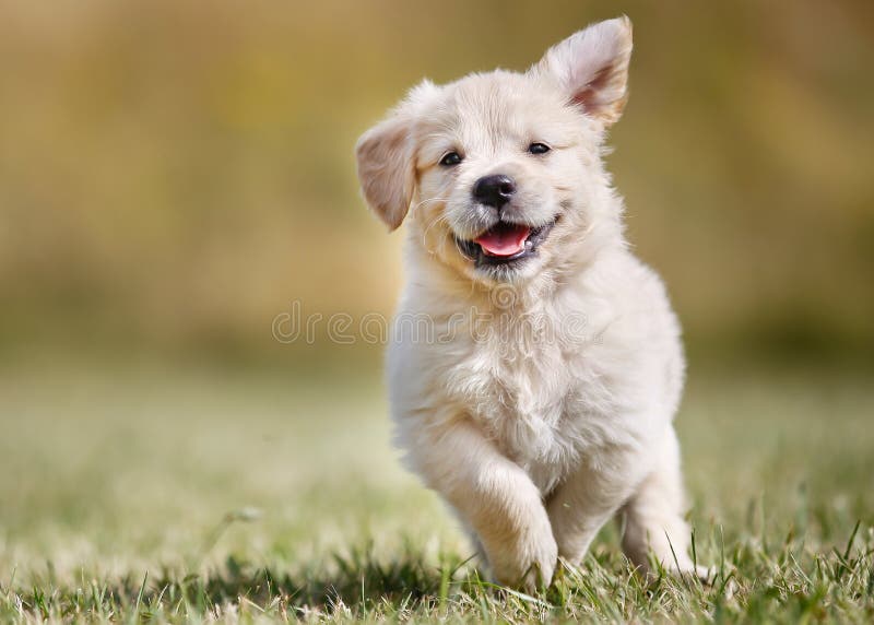 Εύθυμο χρυσό retriever κουτάβι στοκ φωτογραφία