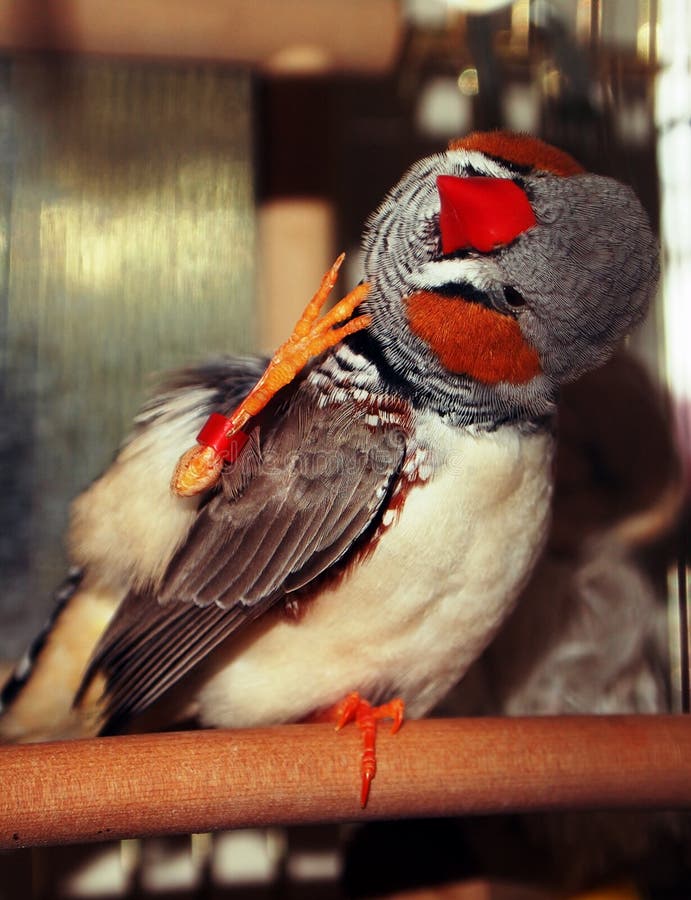 Ζέβες finch αρσενικό guttata Taeniopygia στοκ φωτογραφία Ζέβες finch αρσενικό guttata Taeniopygia στοκ φωτογραφία