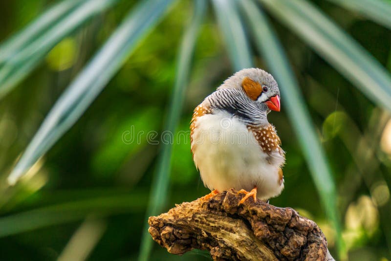 Ζέβρ finch εξωτικά πουλιά και ζώα στην άγρια φύση στη φυσική ρύθμιση στοκ φωτογραφία με δικαίωμα ελεύθερης χρήσης Ζέβρ finch εξωτικά πουλιά και ζώα στην άγρια φύση στη φυσική ρύθμιση στοκ φωτογραφία με δικαίωμα ελεύθερης χρήσης