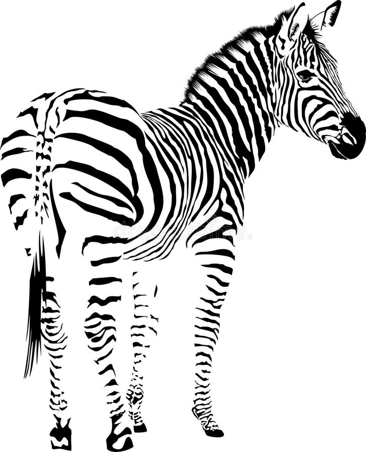 Vector illustration of abstract zebra on a white background. Vector illustration of abstract zebra on a white background