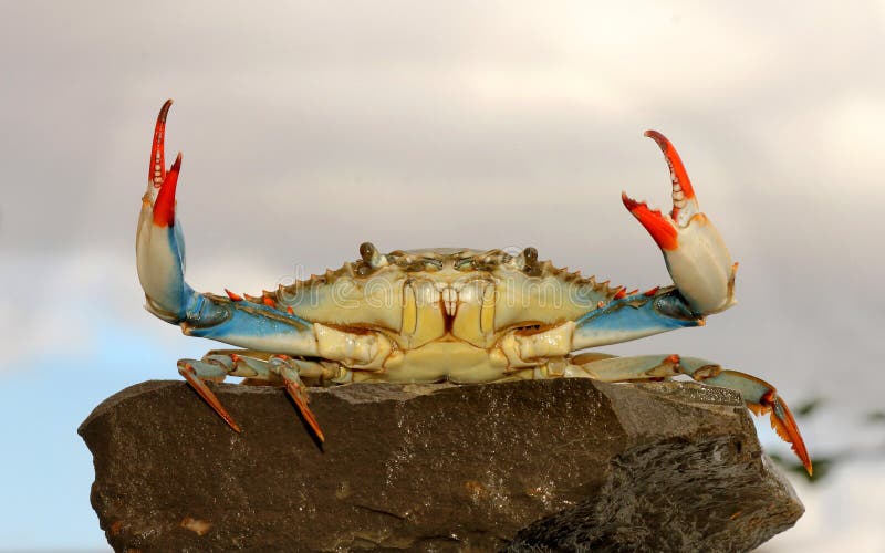 Live blue crab in a fight pose on the rock. Live blue crab in a fight pose on the rock