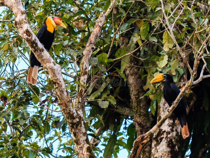 Ζευγάρι Hornbills σε ένα τροπικό τροπικό δάσος