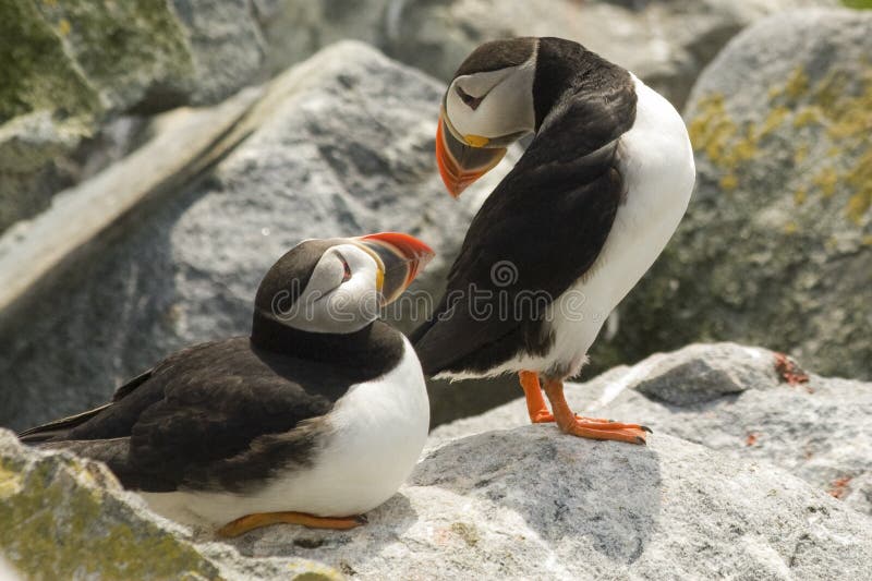 Ζευγάρι ατλαντικού Puffins που κάνει τη οπτική επαφή στο νησί σφραγίδων Machias, Καναδάς στοκ εικόνες με δικαίωμα ελεύθερης χρήσης Ζευγάρι ατλαντικού Puffins που κάνει τη οπτική επαφή στο νησί σφραγίδων Machias, Καναδάς στοκ εικόνες με δικαίωμα ελεύθερης χρήσης