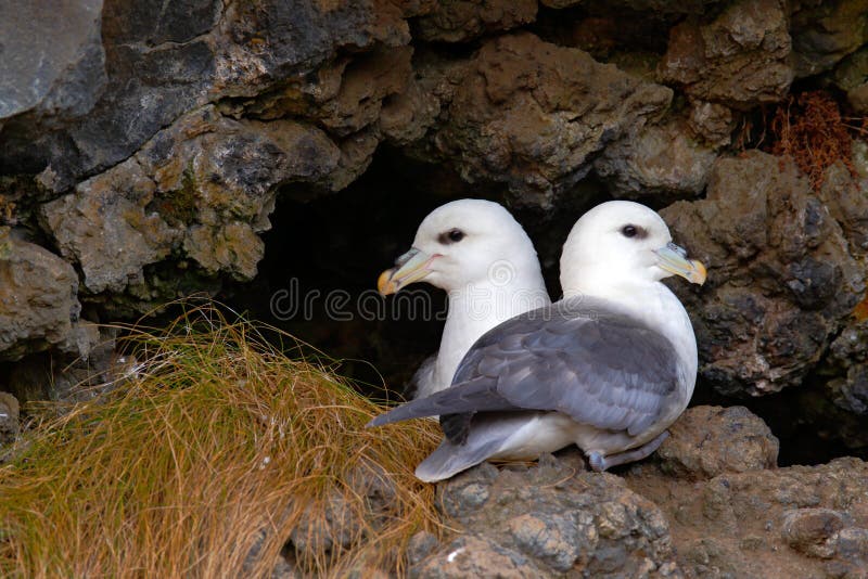 Ζευγάρι του πουλιού στη φωλιά βόρειο Fulmar, glacialis Fulmarus, που τοποθετείται στο σκοτεινό απότομο βράχο Δύο άσπρα πουλιά θάλ στοκ φωτογραφία με δικαίωμα ελεύθερης χρήσης Ζευγάρι του πουλιού στη φωλιά βόρειο Fulmar, glacialis Fulmarus, που τοποθετείται στο σκοτεινό απότομο βράχο Δύο άσπρα πουλιά θάλ στοκ φωτογραφία με δικαίωμα ελεύθερης χρήσης