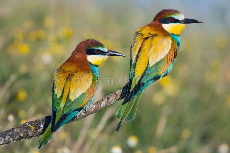 Photo of couple of birds - focus in the first plane -. Photo of couple of birds - focus in the first plane -