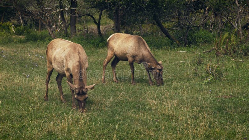 Ζεύγος των deers που βόσκει στο λιβάδι