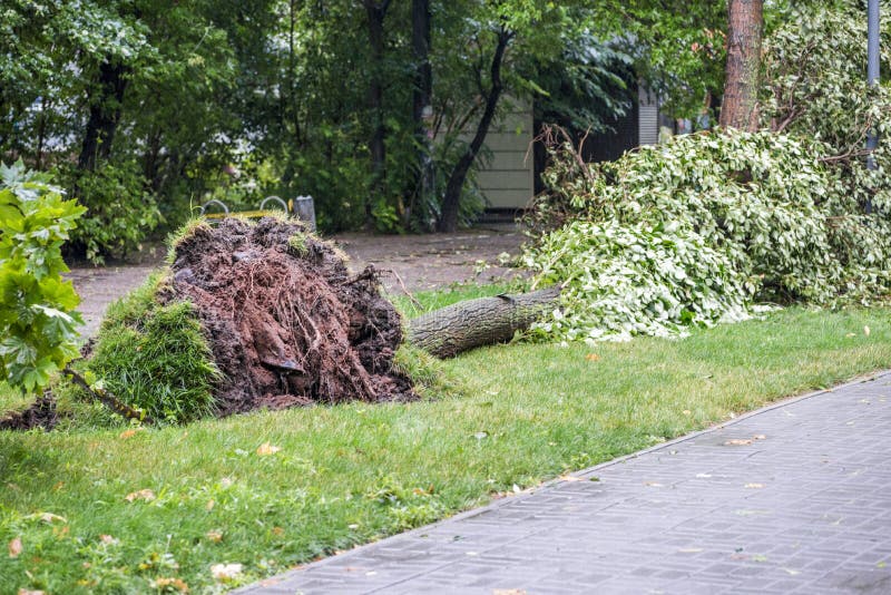 Storm damage. Fallen tree after a storm. Tornado storm damage causes a large mature tree to be broken and fell on the ground. Storm damage. Fallen tree after a storm. Tornado storm damage causes a large mature tree to be broken and fell on the ground.