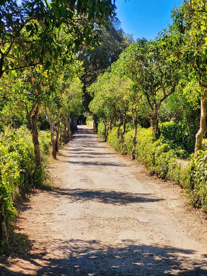 Gloomy weather, evening. Rural living. A beautiful lane leading in to a apple orchard farm. The nature walk. Green tree. Road into the distance. Gloomy weather, evening. Rural living. A beautiful lane leading in to a apple orchard farm. The nature walk. Green tree. Road into the distance.