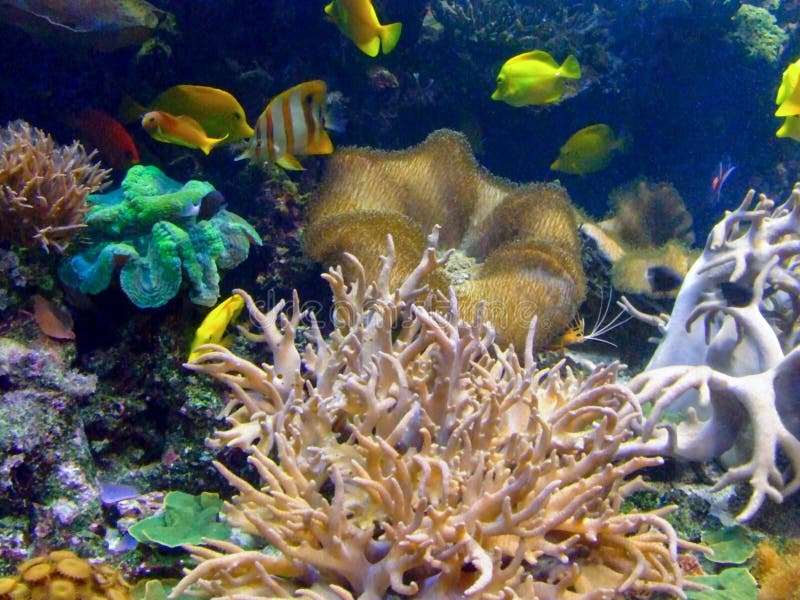 Tropical fishes in the beautiful coral reef. Tropical fishes in the beautiful coral reef