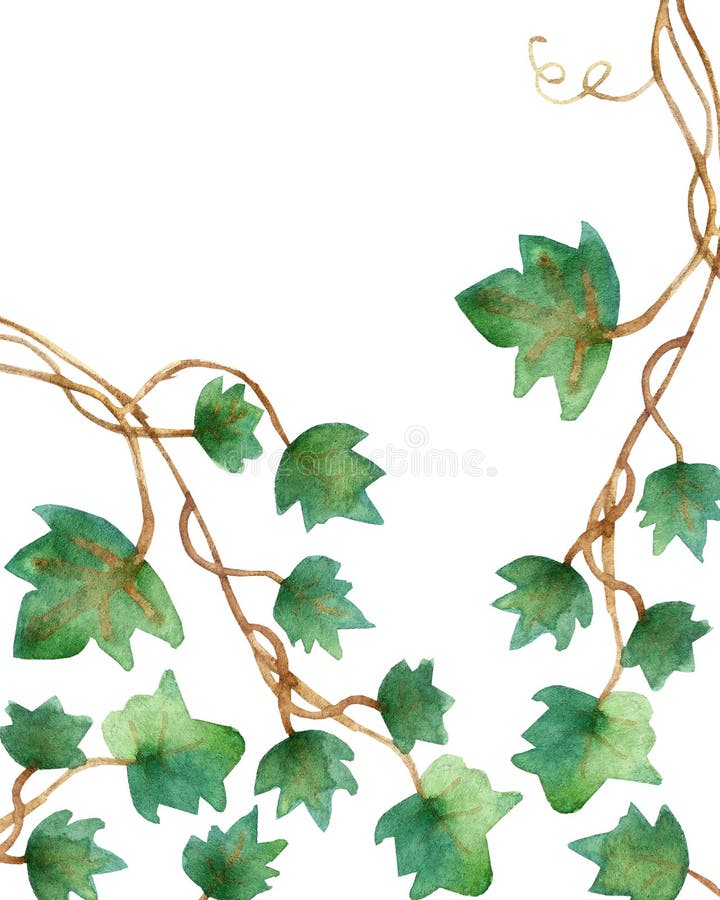 Ζωγραφική Watercolor των πράσινων φύλλων κισσών που απομονώνονται σε ένα άσπρο υπόβαθρο Χρωματισμένη χέρι απεικόνιση Watercolor Π απεικόνιση αποθεμάτων Ζωγραφική Watercolor των πράσινων φύλλων κισσών που απομονώνονται σε ένα άσπρο υπόβαθρο Χρωματισμένη χέρι απεικόνιση Watercolor Π απεικόνιση αποθεμάτων