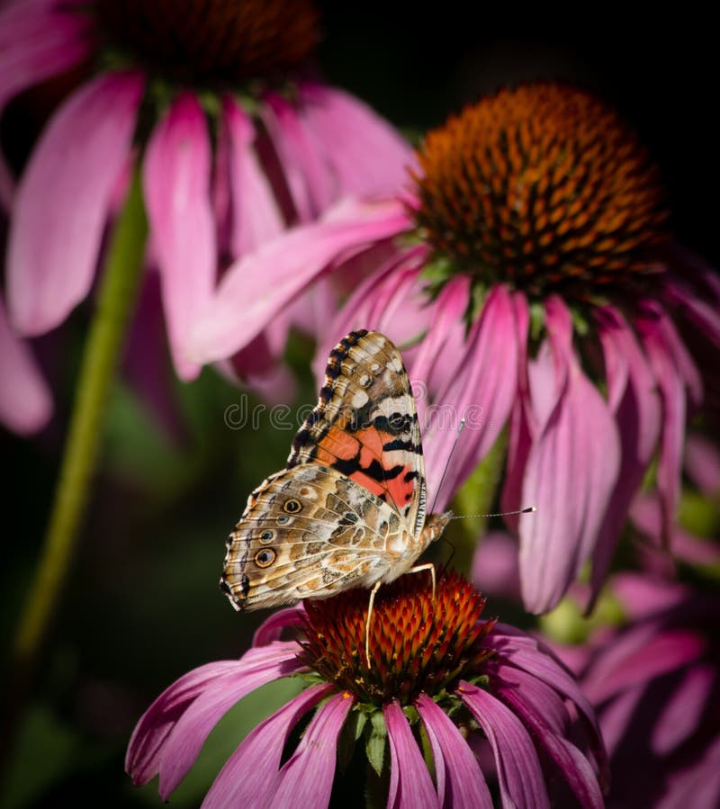 Ζωγραφισμένη Κυρία Πεταλούδα Νεκρική στο Coneflower στοκ εικόνες Ζωγραφισμένη Κυρία Πεταλούδα Νεκρική στο Coneflower στοκ εικόνες