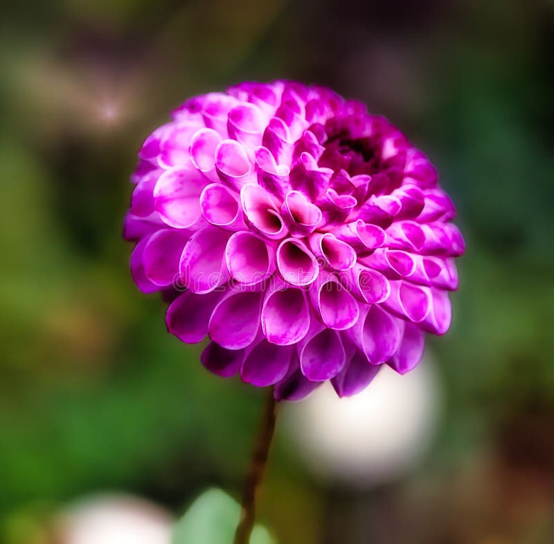 Ζωηρά μοβ dahlia κλείνουν στοκ εικόνα με δικαίωμα ελεύθερης χρήσης