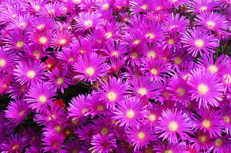 Ζωηρά μοβ Delosperma Cooperi Άνθη Δημιουργία Εκπληκτικού Άνθους στοκ εικόνες