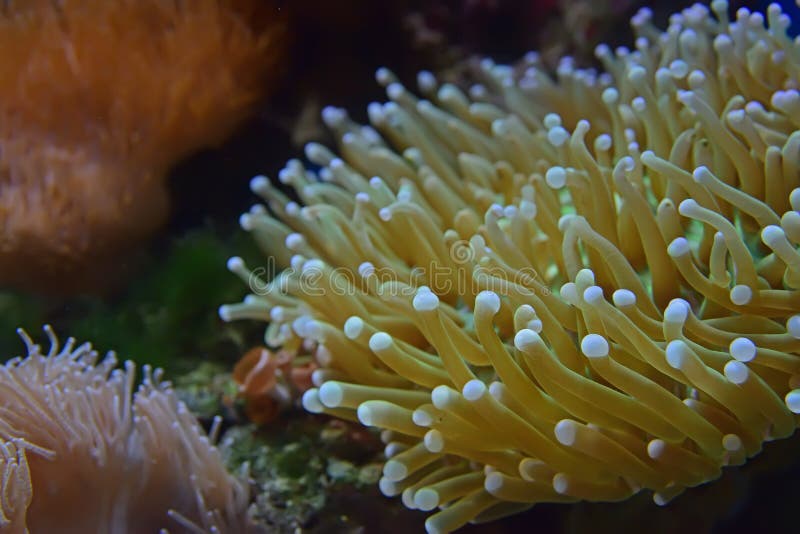 Ζωηρή και όμορφη θάλασσα Anemones των διαφορετικών τύπων στοκ εικόνες