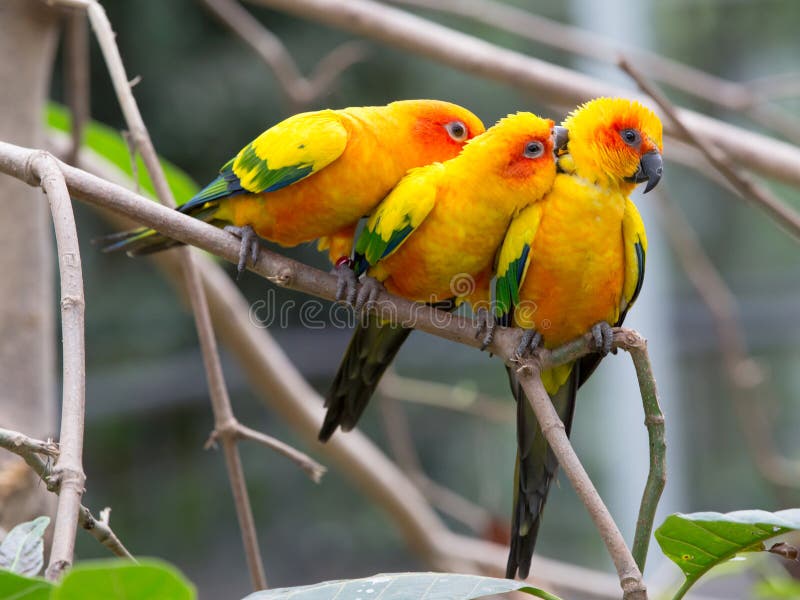 Close up colorful birds perching on tree. Close up colorful birds perching on tree