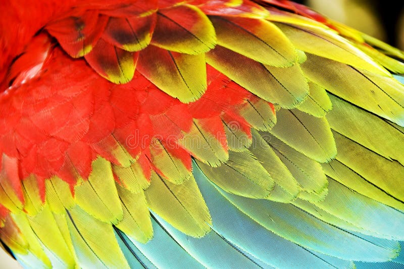 ζωηρόχρωμα φτερά macaw στοκ φωτογραφία με δικαίωμα ελεύθερης χρήσης ζωηρόχρωμα φτερά macaw στοκ φωτογραφία με δικαίωμα ελεύθερης χρήσης