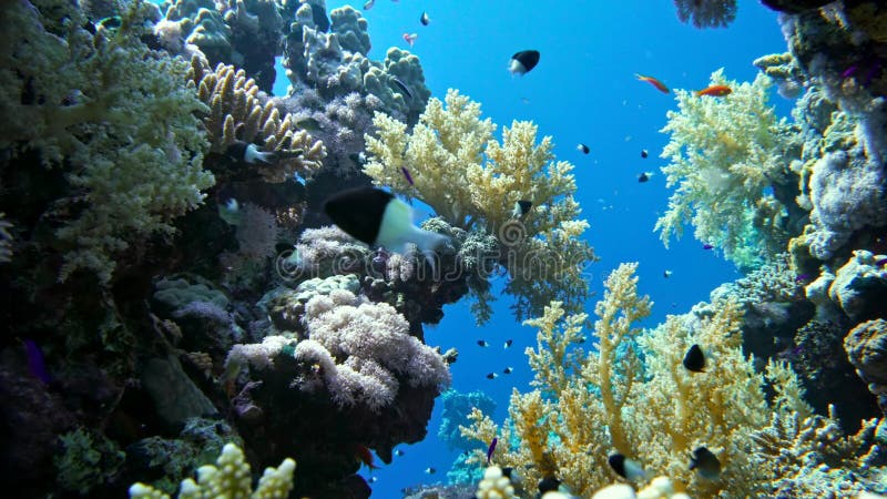 Ζωηρόχρωμα ψάρια στη δονούμενη κοραλλιογενή ύφαλο, Ερυθρά Θάλασσα