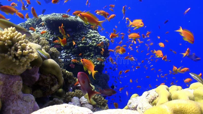 Ζωηρόχρωμα ψάρια στη δονούμενη κοραλλιογενή ύφαλο