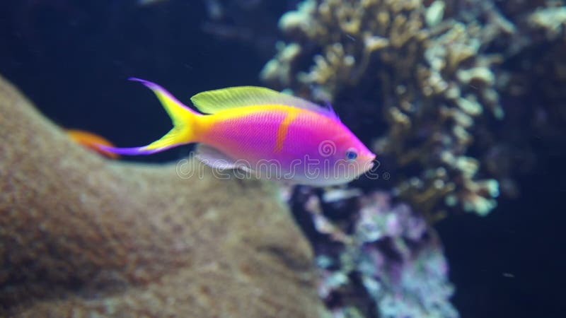 Ζωηρόχρωμα ψάρια στην κοραλλιογενή ύφαλο