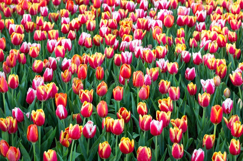 Colorful tulip flower fields blooming in the garden. Colorful tulip flower fields blooming in the garden