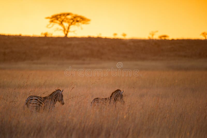 A true African Sunrise with a Zebra in South Africa. A true African Sunrise with a Zebra in South Africa