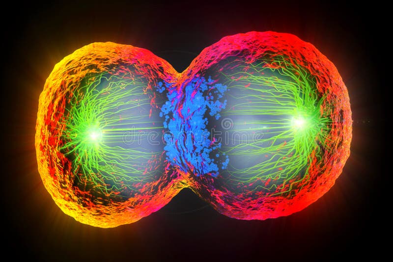 3d illustration of colorful cell division, cell membrane and splitting nucleus. 3d illustration of colorful cell division, cell membrane and splitting nucleus