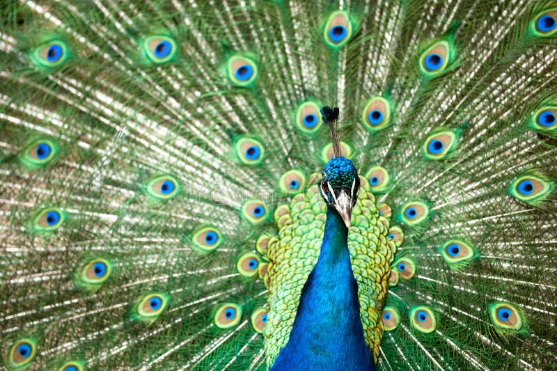 ζωηρόχρωμη ουρά peacock στοκ εικόνα με δικαίωμα ελεύθερης χρήσης