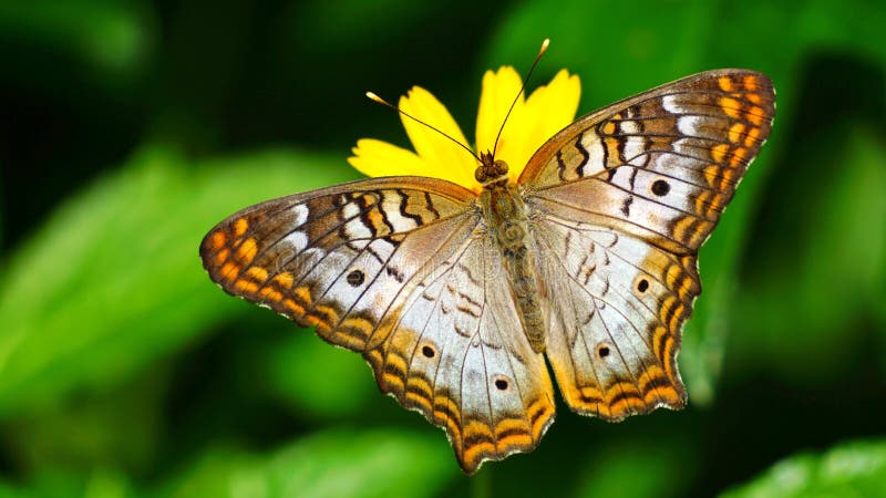 Ζωηρόχρωμη πεταλούδα Peacock στοκ φωτογραφία με δικαίωμα ελεύθερης χρήσης