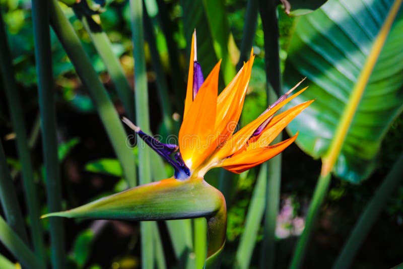 Ζωηρόχρωμο άνθος Strelitzia Reginae πουλιών λουλουδιών του παραδείσου στο βοτανικό κήπο στοκ φωτογραφίες με δικαίωμα ελεύθερης χρήσης