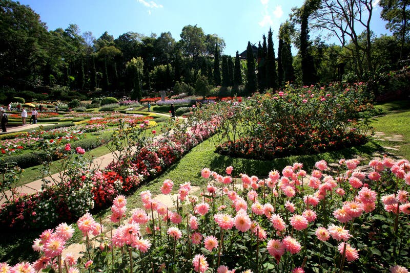 Ζωηρόχρωμος κήπος λουλουδιών στη Mae Fah Luang, Chiang Rai, Ταϊλάνδη στοκ φωτογραφίες Ζωηρόχρωμος κήπος λουλουδιών στη Mae Fah Luang, Chiang Rai, Ταϊλάνδη στοκ φωτογραφίες