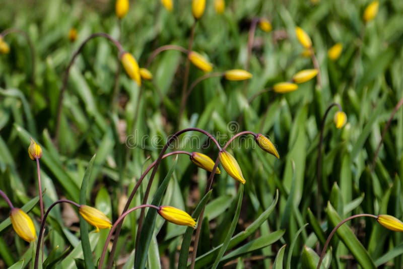 Ζωηρόχρωμος τομέας τουλιπών, θερινό flowerwith πράσινο φύλλο με το θολωμένο λουλούδι ως υπόβαθρο στοκ φωτογραφίες Ζωηρόχρωμος τομέας τουλιπών, θερινό flowerwith πράσινο φύλλο με το θολωμένο λουλούδι ως υπόβαθρο στοκ φωτογραφίες