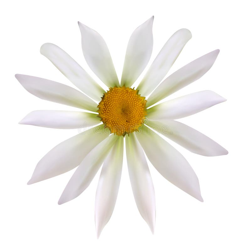 Ζωηρόχρωμος φυσιοκρατικός όμορφος chamomile στο άσπρο υπόβαθρο Β διανυσματική απεικόνιση