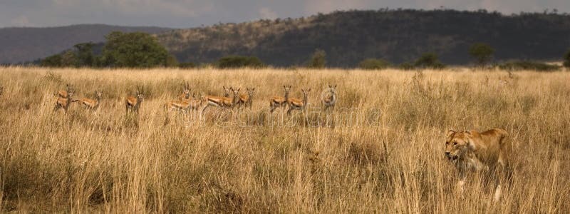 Wild animals living in the serengeti national park, tanzania - africa. Wild animals living in the serengeti national park, tanzania - africa