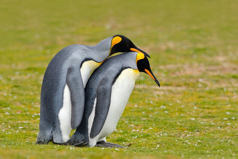 Ζωική αγάπη Αγκαλιά ζευγών βασιλιάδων penguin, άγρια φύση, πράσινο υπόβαθρο Δύο penguins που κάνουν την αγάπη Στη χλόη Σκηνή φ άγ στοκ εικόνες Ζωική αγάπη Αγκαλιά ζευγών βασιλιάδων penguin, άγρια φύση, πράσινο υπόβαθρο Δύο penguins που κάνουν την αγάπη Στη χλόη Σκηνή φ άγ στοκ εικόνες